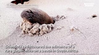 Lost Golden Mole Rediscovered After 86 Years _ Insider News.