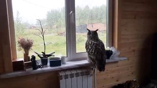 Кошка Морошка довела сову Ёлку. Ёль пошла в атаку на кошку, поймала подушку и по