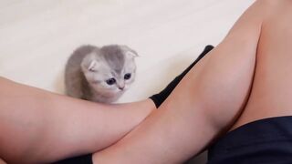 A cute kitten whose battery suddenly runs out after running around.