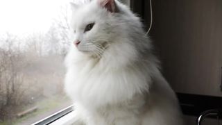 Милый кот.