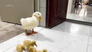 Fantastic animals!The kitten hugs the little duck and sleeps