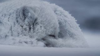 Очень интересная зимняя охота песца на леммингов. Съемка BBC.
