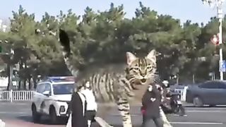 The big cat