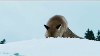 Захватывающая погоня рыси за лисой.