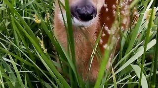 Baby deer rescue peoria county highway