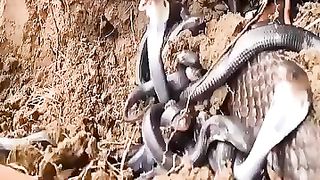 Discovered a nest of about 1000 newly hatched cobras in my garden