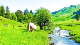 Beautiful Switzerland ????????????Appenzell #shorts