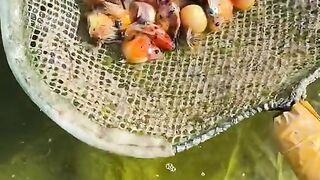 Amazing videos vol 561