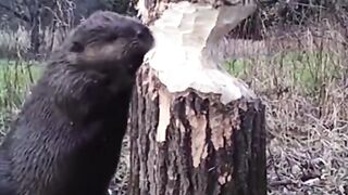 How a beaver fells a tree