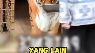 Mengurus Harimau Selama 20 Tahun