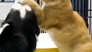 Dog And Cat Playing With Each Other Funny Video