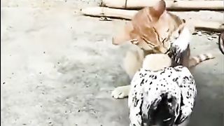 Baby Cat Vs Hen Funny Video