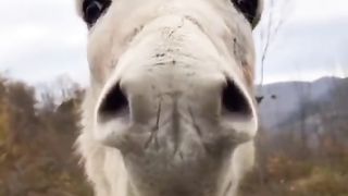 Donkey Eating Orange And Carrot Funny Video
