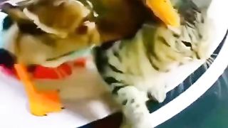Cat Vs Duck Funny Video