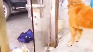 Two Dogs Barking Each Other Funny Video