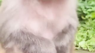 Monkey Smiling Funny Video