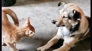 Kitten Playing With Dog Funny Video