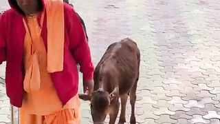 Cow enters temple and does this ????