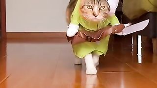 Catwalk by Fifi - cat in costumes
