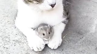 Cat And Rat Sitting Together