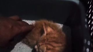 BERSEDIH KITTEN DITINGGAL MOM'S