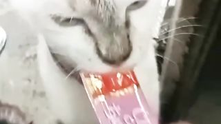 IDOLANYA MAKANAN SNACK