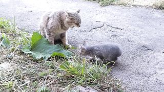 Кися копирует любимую маму.