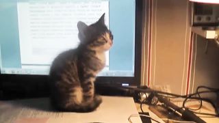 Подобрал котенка на помойке - теперь я тоже могу выкладывать видео про котиков.