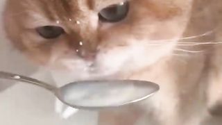 Top 10 Cat Songs by The Kiffness