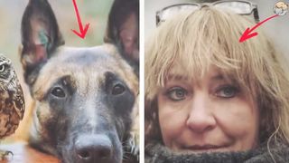 Собака усыновила сову, а затем сделала то, что заставило всех плакать.