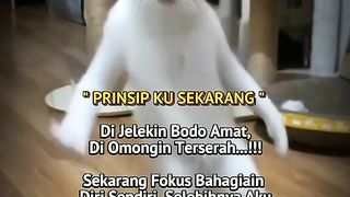 Cat dance