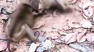 The baby monkey that was being beaten couldn't move