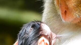 the monkey's mother suckles so hard