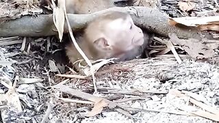 monkey trapped in tree roots can't escape