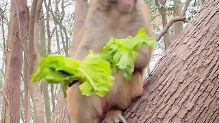 likes to eat mustard greens