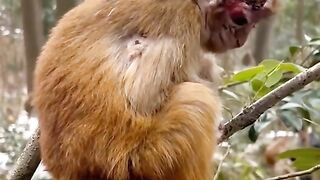 The little monkey's face was full of wounds