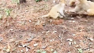 fighting over females