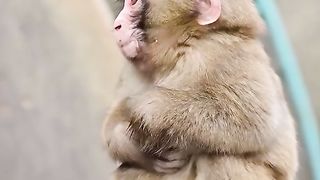 himself a little monkey