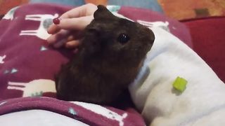 Baby guinea pig finds her lungs