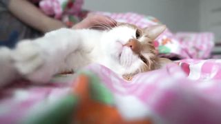 20 вещей, которые НЕЛЬЗЯ ДЕЛАТЬ С КОШКОЙ.