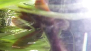Эти существа с кровью на вес ЗОЛОТА, без них медицина рухнет.