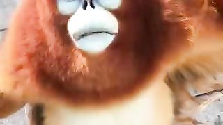 Cute golden snub-nosed monkey eating food