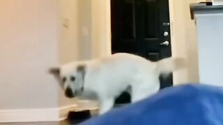 funny videos of Pja