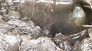 starving monster eel strike epick moment