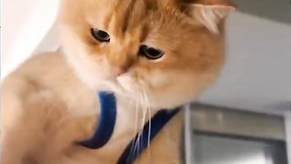 Owner Playing With Cat