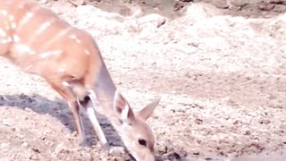 funny videos of Pja