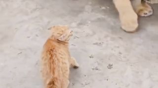 Funny animals