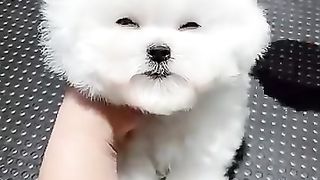 doggy_#Cutest_doggy_#short_#homepet(360p).