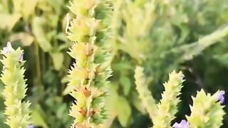Chia seeds production