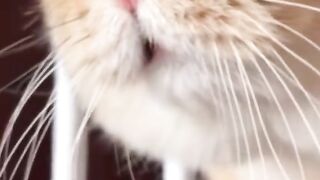funny cat talking
